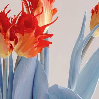 Xiaomi Mix Flip wallpaper