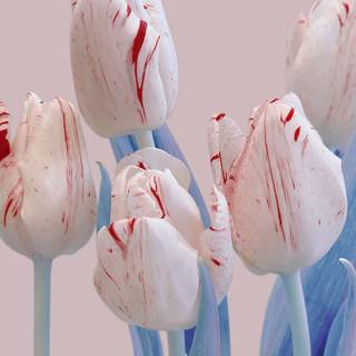 Xiaomi Mix Flip wallpaper