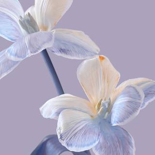 Xiaomi Mix Flip wallpaper