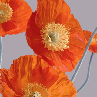 Xiaomi Mix Flip wallpaper