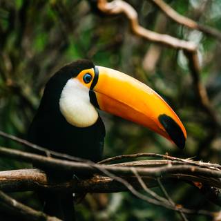 Toucan 4k wallpaper