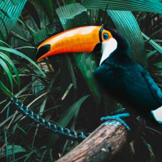 Toucan 4k wallpaper