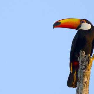 Toucan 4k wallpaper