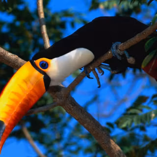 Toucan 4k wallpaper