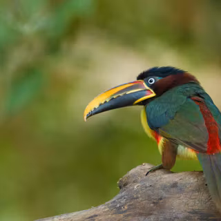 Toucan 4k wallpaper
