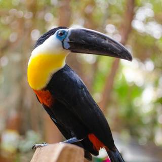 Toucan 4k wallpaper