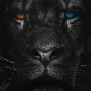 Cool lion iPhone wallpaper