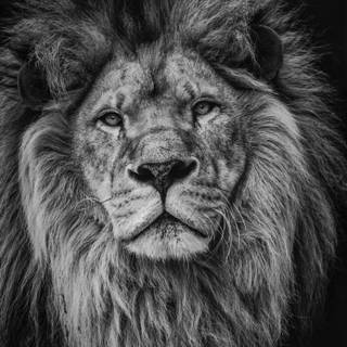 Cool lion iPhone wallpaper