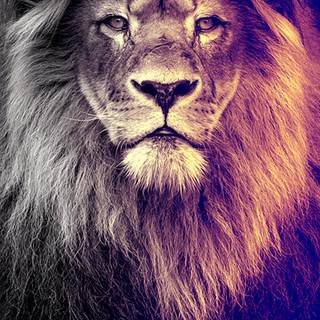 Cool lion iPhone wallpaper