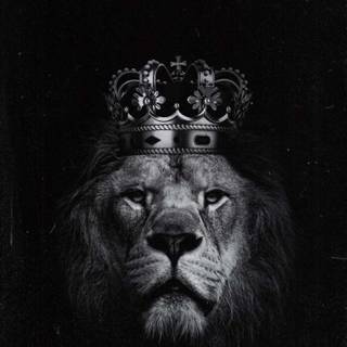 Cool lion iPhone wallpaper