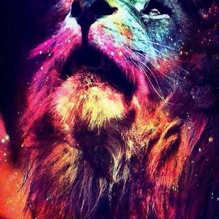Cool lion iPhone wallpaper