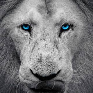 Cool lion iPhone wallpaper