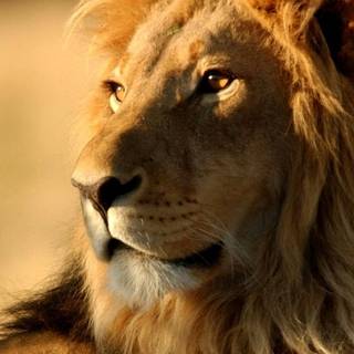 Cool lion iPhone wallpaper