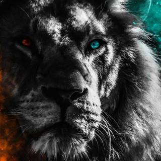 Cool lion iPhone wallpaper