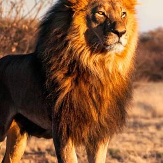 Cool lion iPhone wallpaper