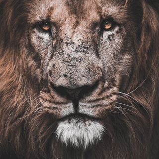 Cool lion iPhone wallpaper