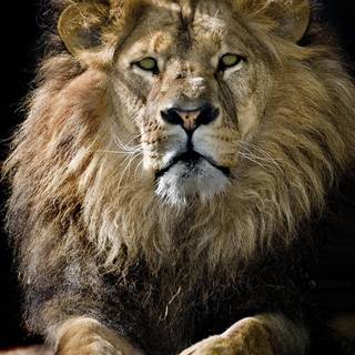 Cool lion iPhone wallpaper