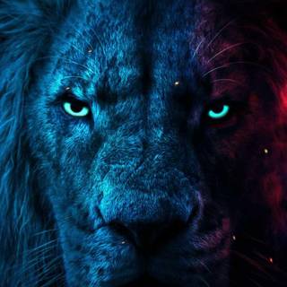 Cool lion iPhone wallpaper