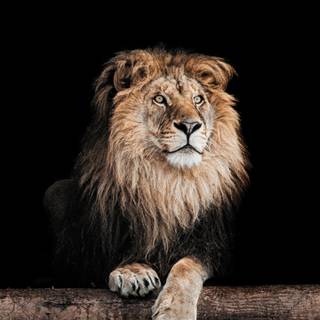 Cool lion iPhone wallpaper