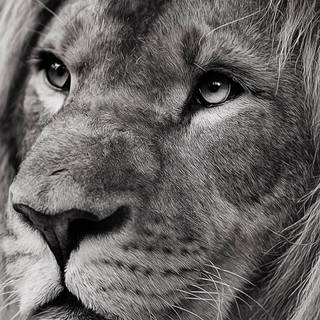 Cool lion iPhone wallpaper