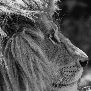 Cool lion iPhone wallpaper