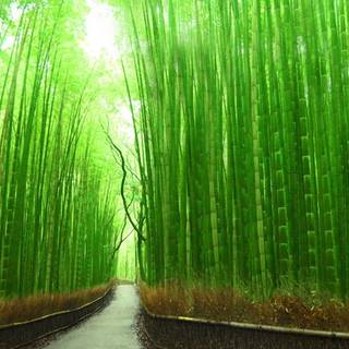 Bamboo iPhone wallpaper