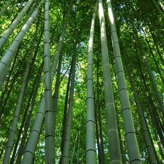 Bamboo iPhone wallpaper