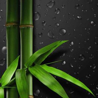 Bamboo iPhone wallpaper