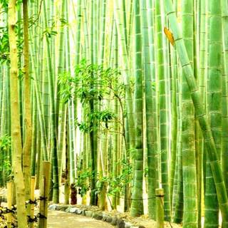 Bamboo iPhone wallpaper