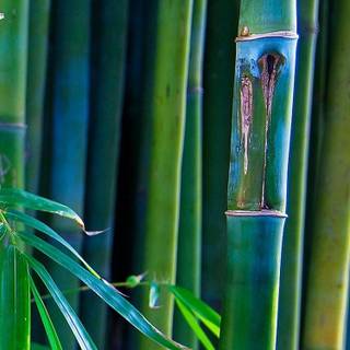Bamboo iPhone wallpaper