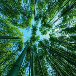 Bamboo iPhone wallpaper