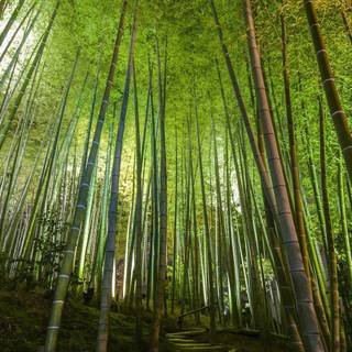 Bamboo iPhone wallpaper