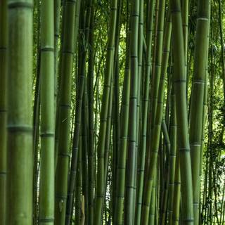 Bamboo iPhone wallpaper