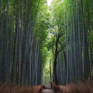 Bamboo iPhone wallpaper