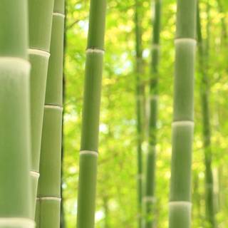 Bamboo iPhone wallpaper