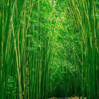 Bamboo iPhone wallpaper