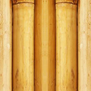 Bamboo iPhone wallpaper
