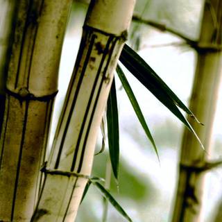 Bamboo iPhone wallpaper