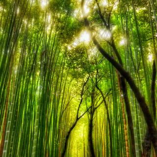 Bamboo iPhone wallpaper