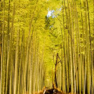 Bamboo iPhone wallpaper