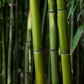 Bamboo iPhone wallpaper