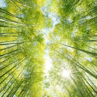 Bamboo iPhone wallpaper