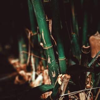 Bamboo iPhone wallpaper