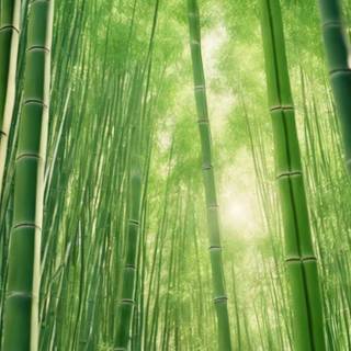 Bamboo iPhone wallpaper