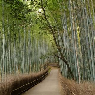 Bamboo iPhone wallpaper