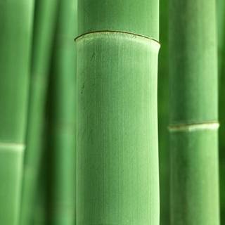 Bamboo iPhone wallpaper