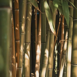 Bamboo iPhone wallpaper
