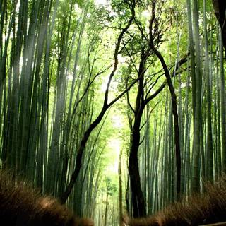 Bamboo iPhone wallpaper