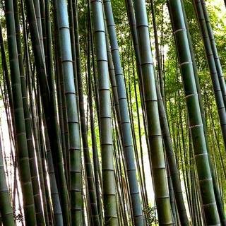 Bamboo iPhone wallpaper