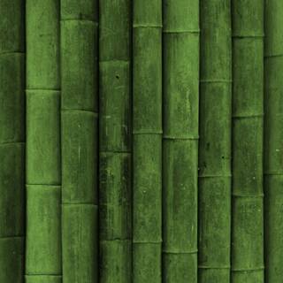 Bamboo iPhone wallpaper